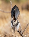Southwest desert birds  White-winged Dove : White-winged Dove