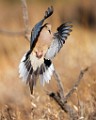 Southwest desert birds  White-winged Dove : White-winged Dove