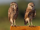 Burrowing Owls  Burrowing Owls : Burrowing Owls