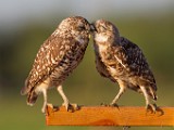 Burrowing Owls  Burrowing Owls : Burrowing Owls
