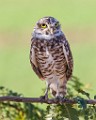 Burrowing Owls  Burrowing Owls : Burrowing Owls