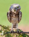 Burrowing Owls  Burrowing Owls : Burrowing Owls