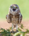 Burrowing Owls  Burrowing Owls : Burrowing Owls