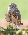Burrowing Owls  Burrowing Owls : Burrowing Owls