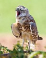 Burrowing Owls  Burrowing Owls : Burrowing Owls