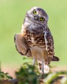 Burrowing Owls  Burrowing Owls : Burrowing Owls