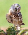 Burrowing Owls  Burrowing Owls : Burrowing Owls
