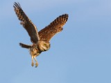 Burrowing Owls  Burrowing Owls : Burrowing Owls