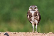 Burrowing Owls  Burrowing Owls : Burrowing Owls