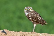Burrowing Owls  Burrowing Owls : Burrowing Owls