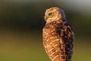 Burrowing Owls  Burrowing Owls : Burrowing Owls
