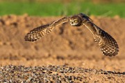 Burrowing Owls  Burrowing Owls : Burrowing Owls