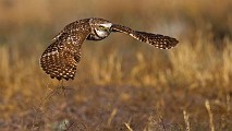 Burrowing Owls : burrowing owls