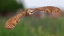 Burrowing Owls : burrowing owls