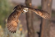 Burrowing Owls