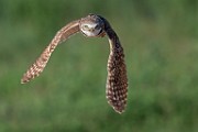 Burrowing Owls : burrowing owls