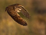 Burrowing Owls : burrowing owls