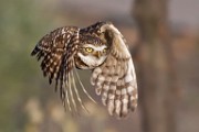 Burrowing Owls