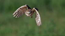 Burrowing Owls
