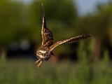 Burrowing Owls : burrowing owls
