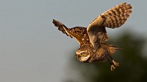 Burrowing Owls : burrowing owls