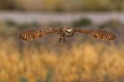 Burrowing Owls : burrowing owls