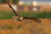 Burrowing Owls : burrowing owls
