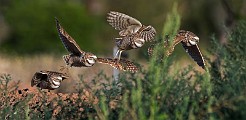 Burrowing Owls : burrowing owls