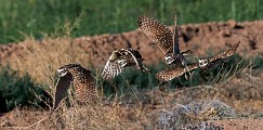 Burrowing Owls : burrowing owls