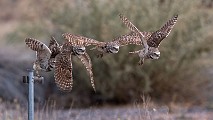 Burrowing Owls : burrowing owls