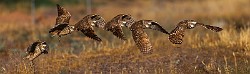 Burrowing Owls : burrowing owls