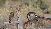 Burrowing Owls