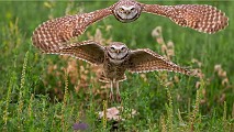 Burrowing Owls : burrowing owls