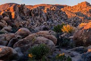 Joshua Tree National Park  Joshua Tree Sunrise
