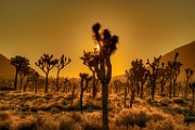 Joshua Tree National Park  Joshua Tree Sunrise