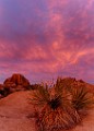Joshua Tree National Park  Joshua Tree Sunset