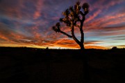 Joshua Tree National Park  Joshua Tree Sunset