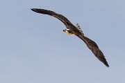 Canon 100-400mm Mark II Test Shots, April 2016