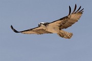 Osprey - Sea of Cortez  Osprey