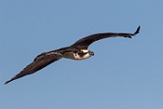 Osprey - Sea of Cortez  Osprey