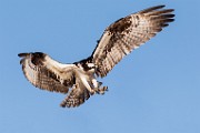 Osprey - Sea of Cortez  Osprey