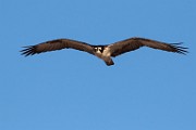 Osprey - Sea of Cortez  Osprey