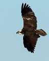 Osprey - Sea of Cortez  Osprey