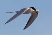 Forster's Tern - Sea of Cortez  Forster's Tern