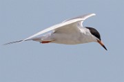 Forster's Tern - Sea of Cortez  Forster's Tern