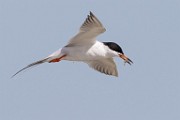 Forster's Tern - Sea of Cortez  Forster's Tern