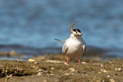 Forster's Tern - Sea of Cortez  Forster's Tern