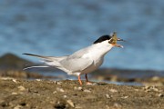 Forster's Tern - Sea of Cortez  Forster's Tern