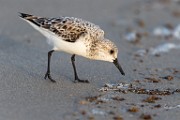 Sanderling - Sea of Cortez  Sanderling breeding plumage