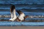American Avocets - Sea of Cortez  American Avocets